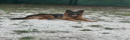 German Shepherd dogs for sale: German Shepherd 1 - Ad 1