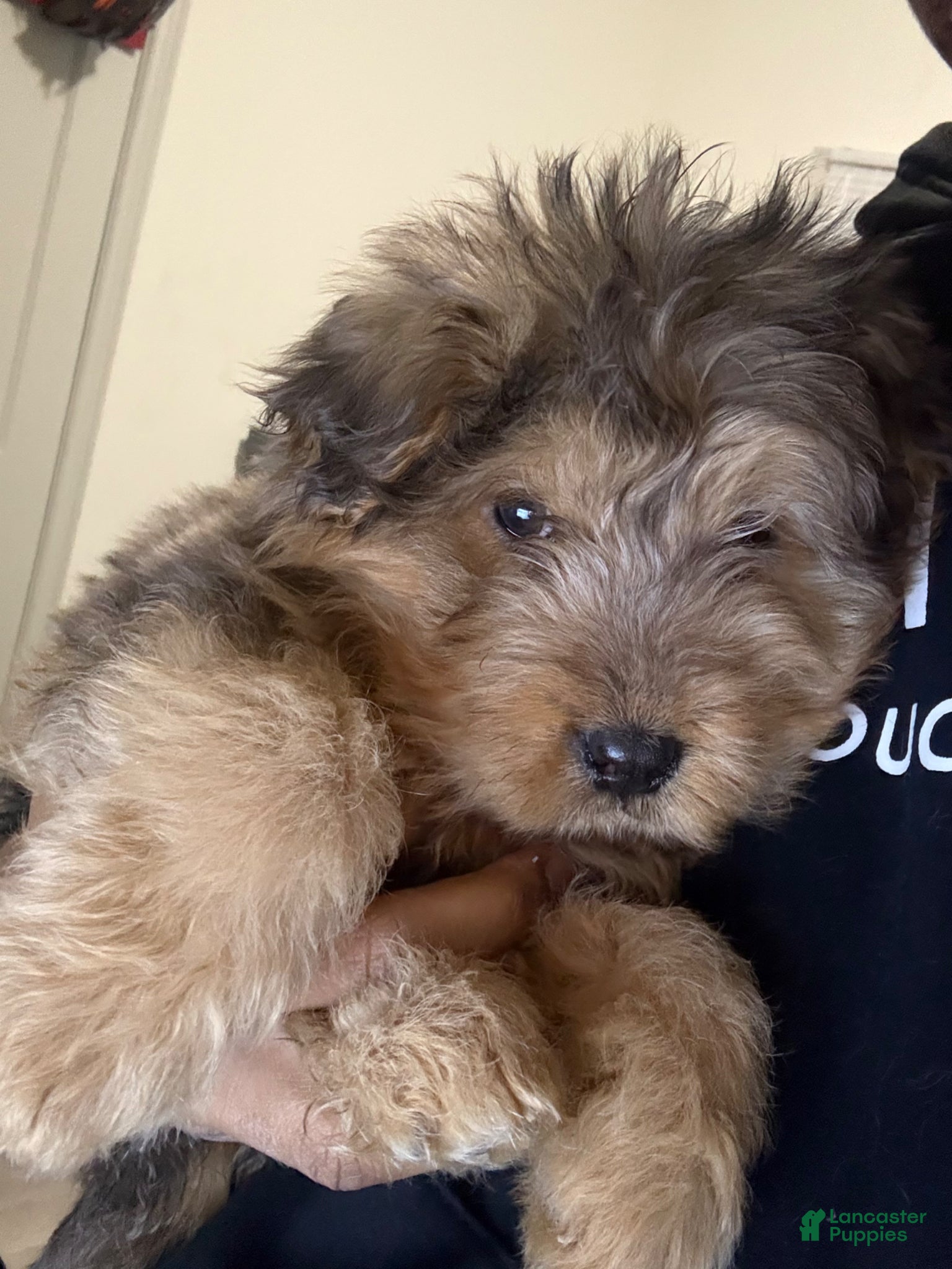 Mixed Breed dogs Mixed Breed Puppy 2 - Ad 4