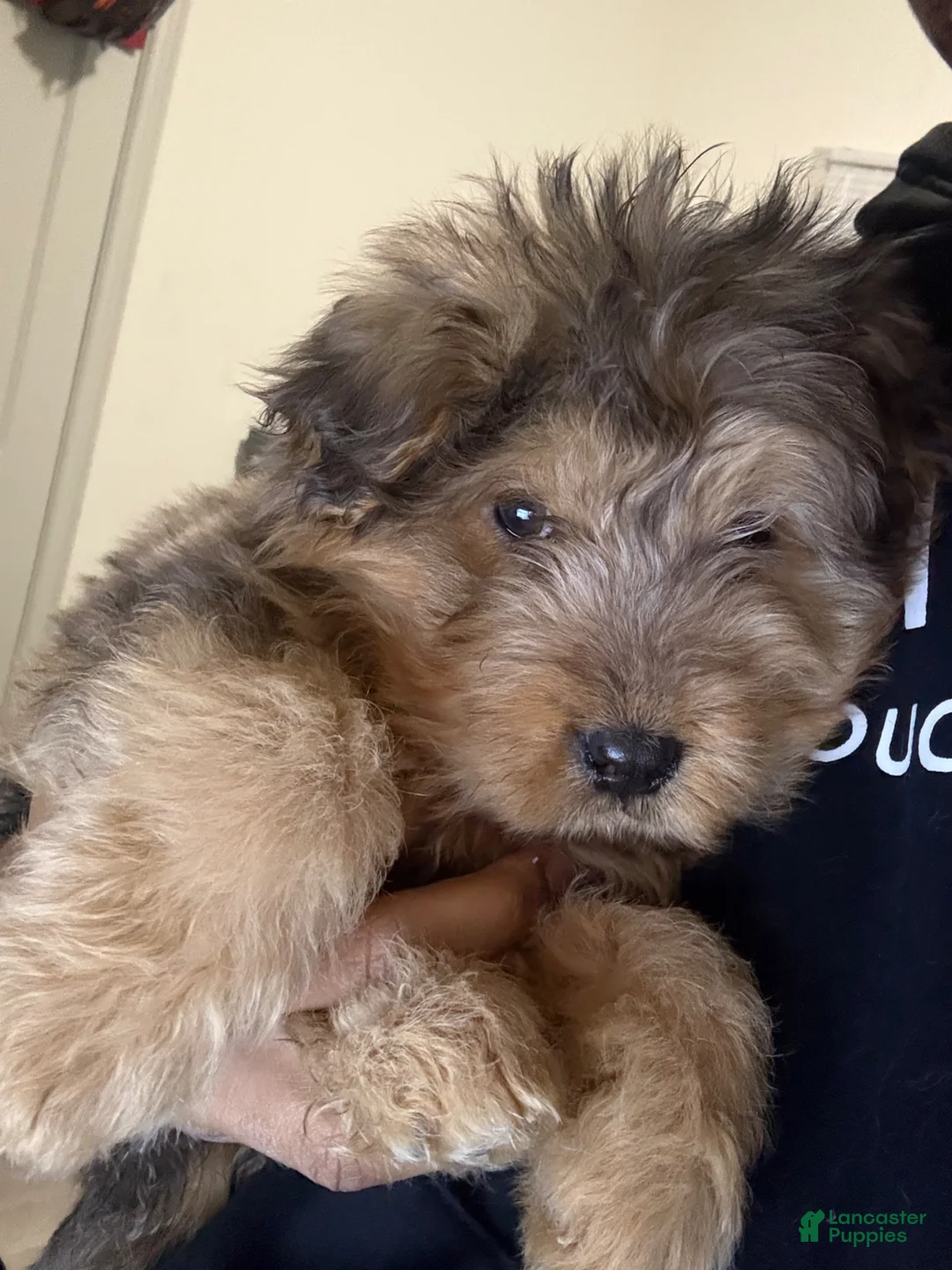 Mixed Breed dogs for sale: Mixed Breed Puppy 2 - Ad 1