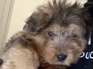 Mixed Breed dogs Mixed Breed Puppy 2 - Ad 4