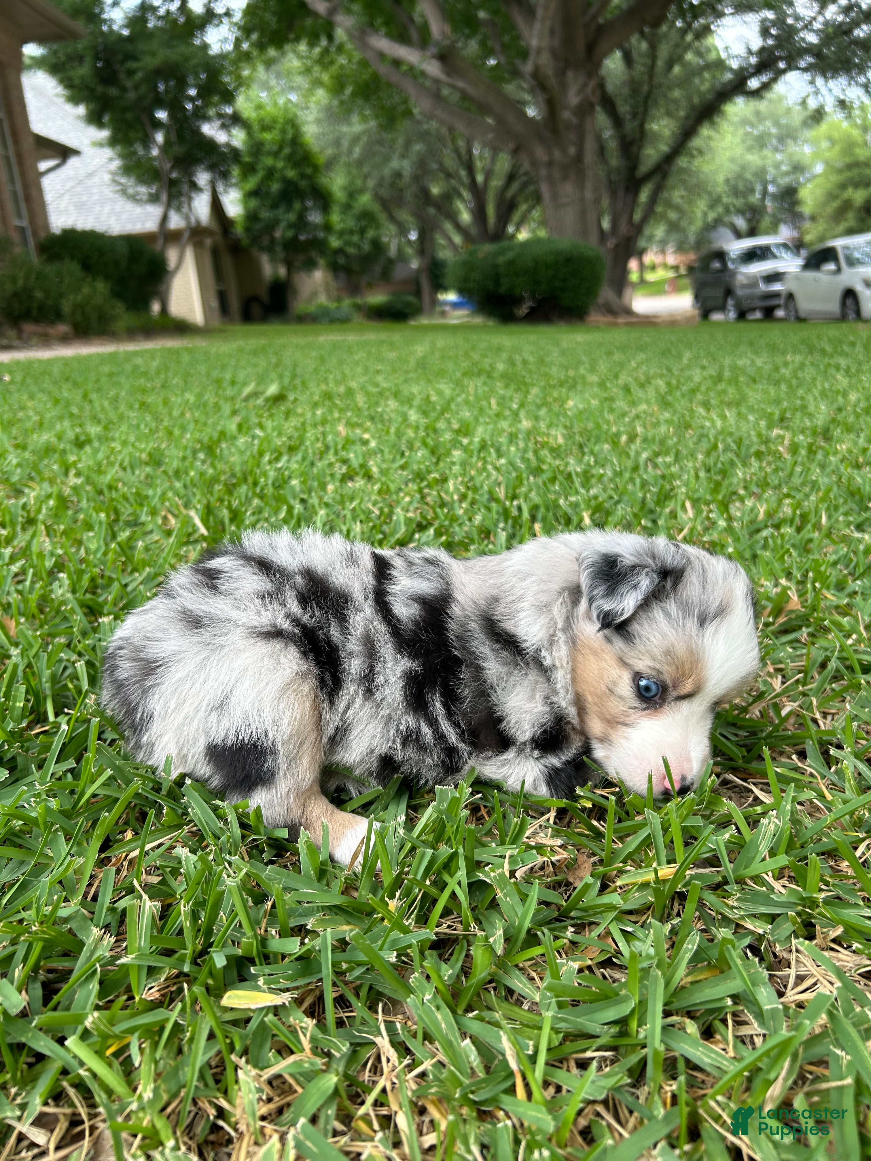 Miniature Australian Shepherd dogs for sale: Atlas - Ad 4