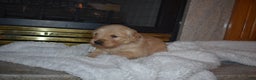 Golden Retriever dogs for sale: Macy - Ad 2