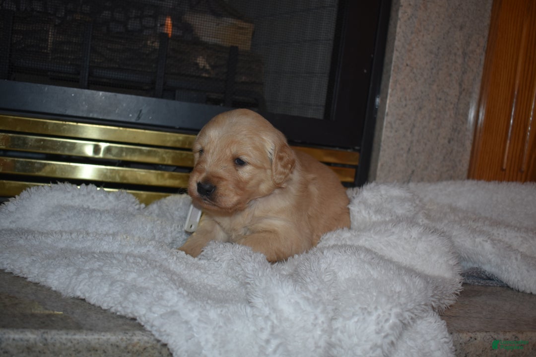Golden Retriever dogs for sale: Macy - Ad 2