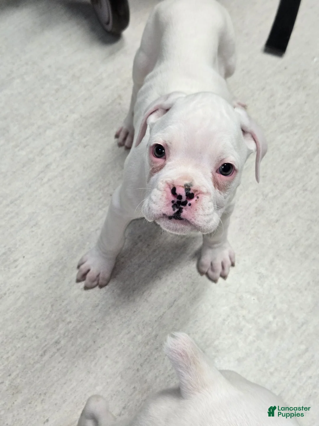 Boxer dogs for sale: Stevie - Ad 11