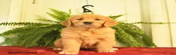 Golden Retriever dogs for sale: White Paws  - Ad 2