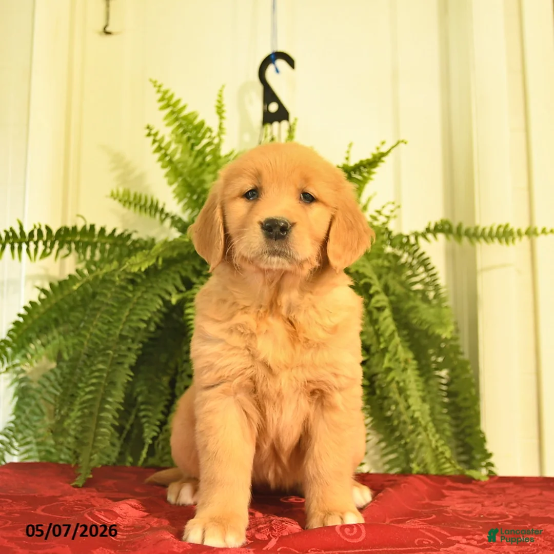 Golden Retriever dogs for sale: White Paws  - Ad 2