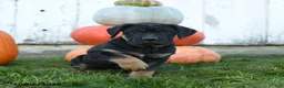 Cane Corso dogs for sale: Zara - Ad 1