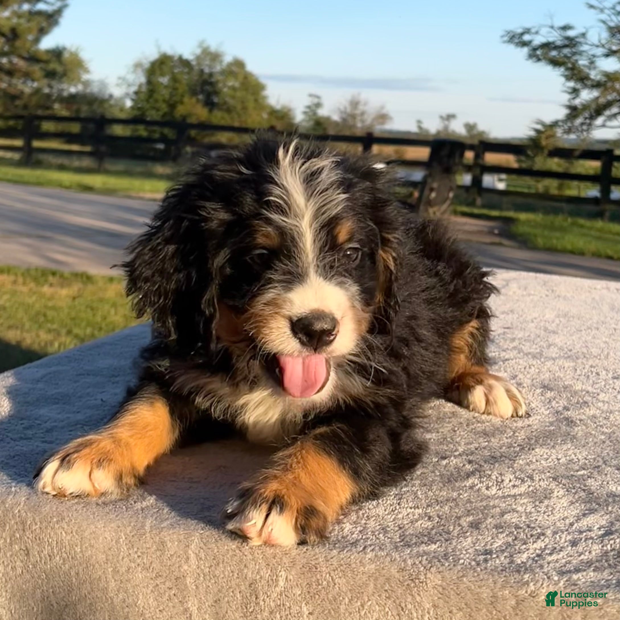 Canine Companion Tricolor Bernese Mountain Dog Male Bernese
