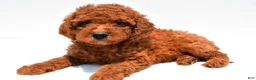 Mini Goldendoodle dogs for sale: Nova  - Ad 6
