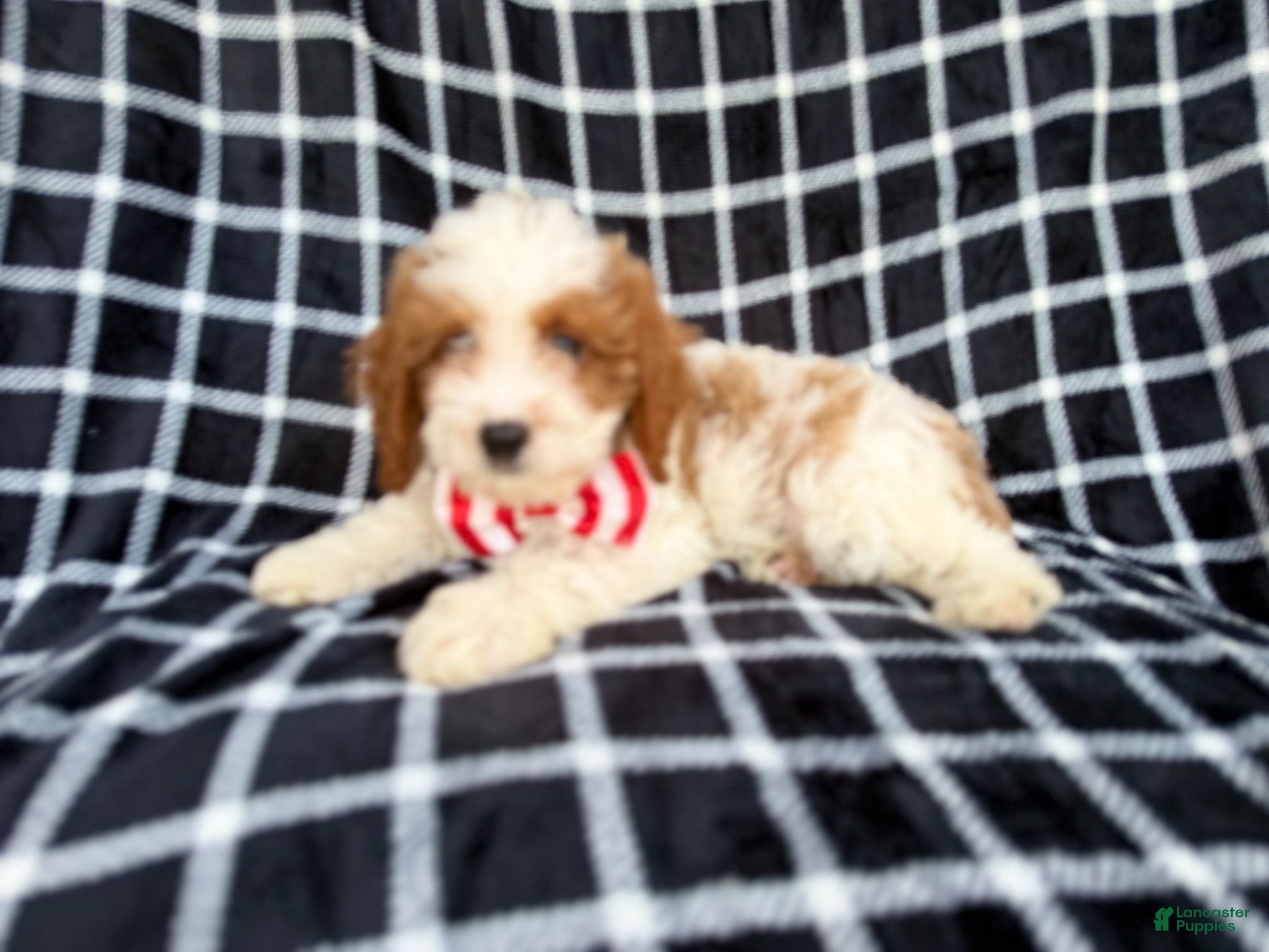Cavapoo dogs Boss - Ad 2