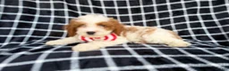 Cavapoo dogs for sale: Boss - Ad 2