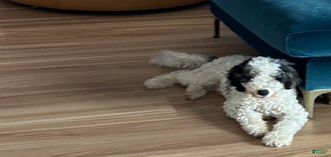 Gallery Image {{count}}