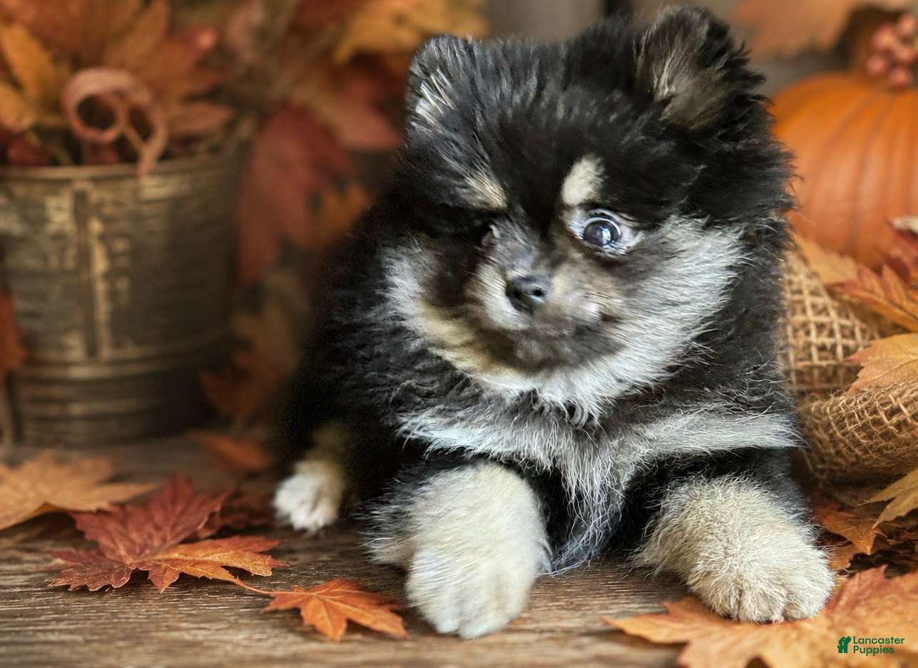 Pomeranian dogs for sale: Pomeranian 2 - Ad 2