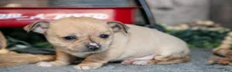 Chihuahua dogs for sale: King - Ad 1