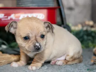 Chihuahua dogs for sale: King - Ad 3