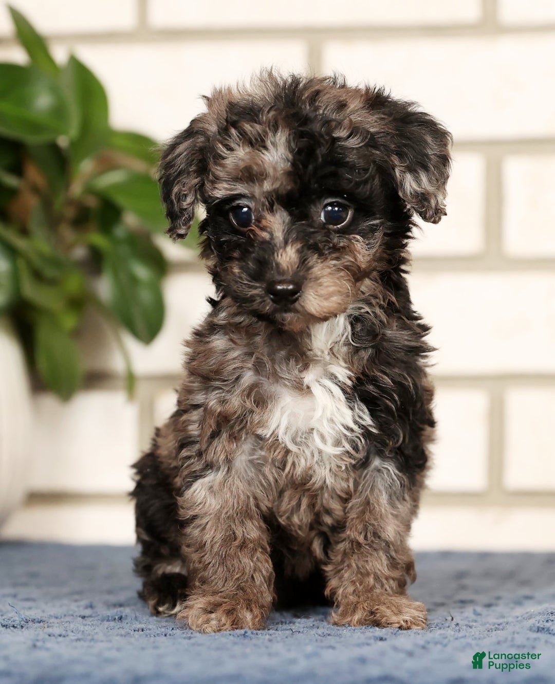 Havapoo dogs for sale: Evelyn - Ad 1