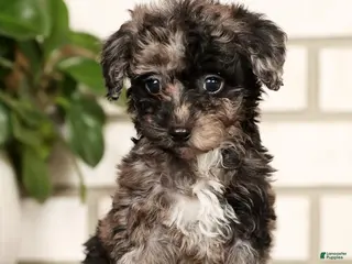 Havapoo dogs Evelyn - Ad 14