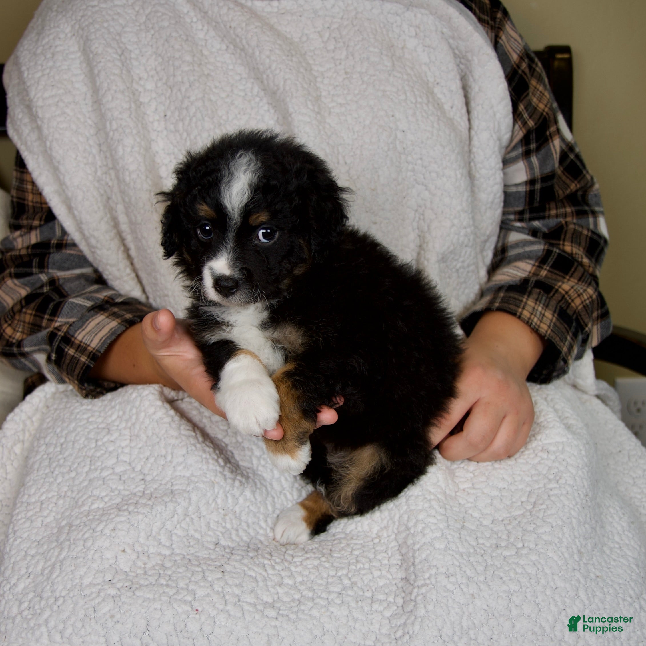 Mini Bernedoodle dogs Princess - Ad 2