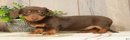 Miniature Dachshund dogs for sale: Molly - Ad 1