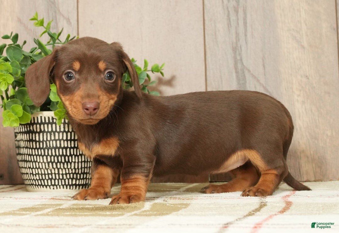 Miniature Dachshund dogs for sale: Molly - Ad 1