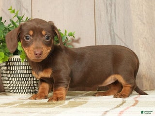Miniature Dachshund dogs Molly - Ad 40