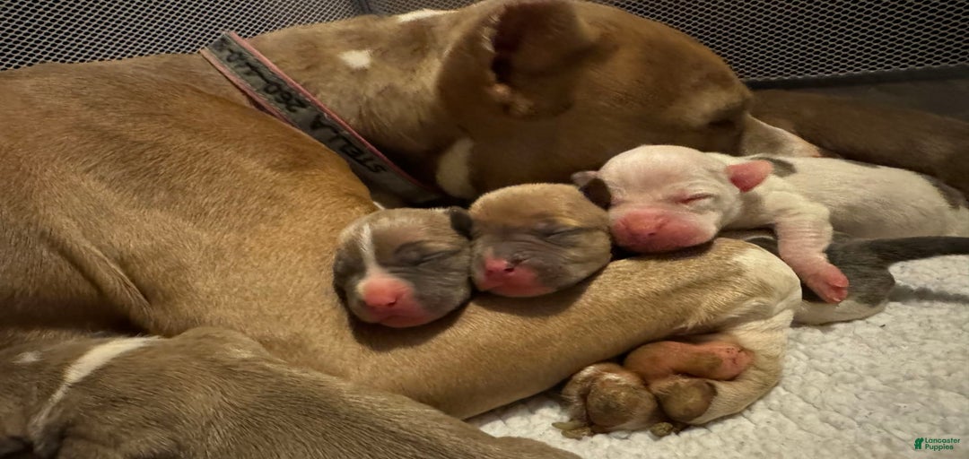 Gallery Image {{count}}