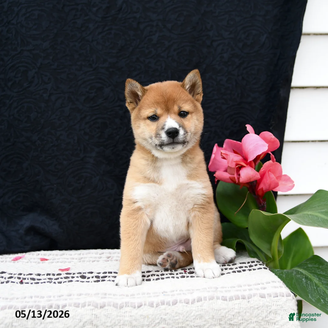 Shiba Inu dogs for sale: Jersey - Ad 2