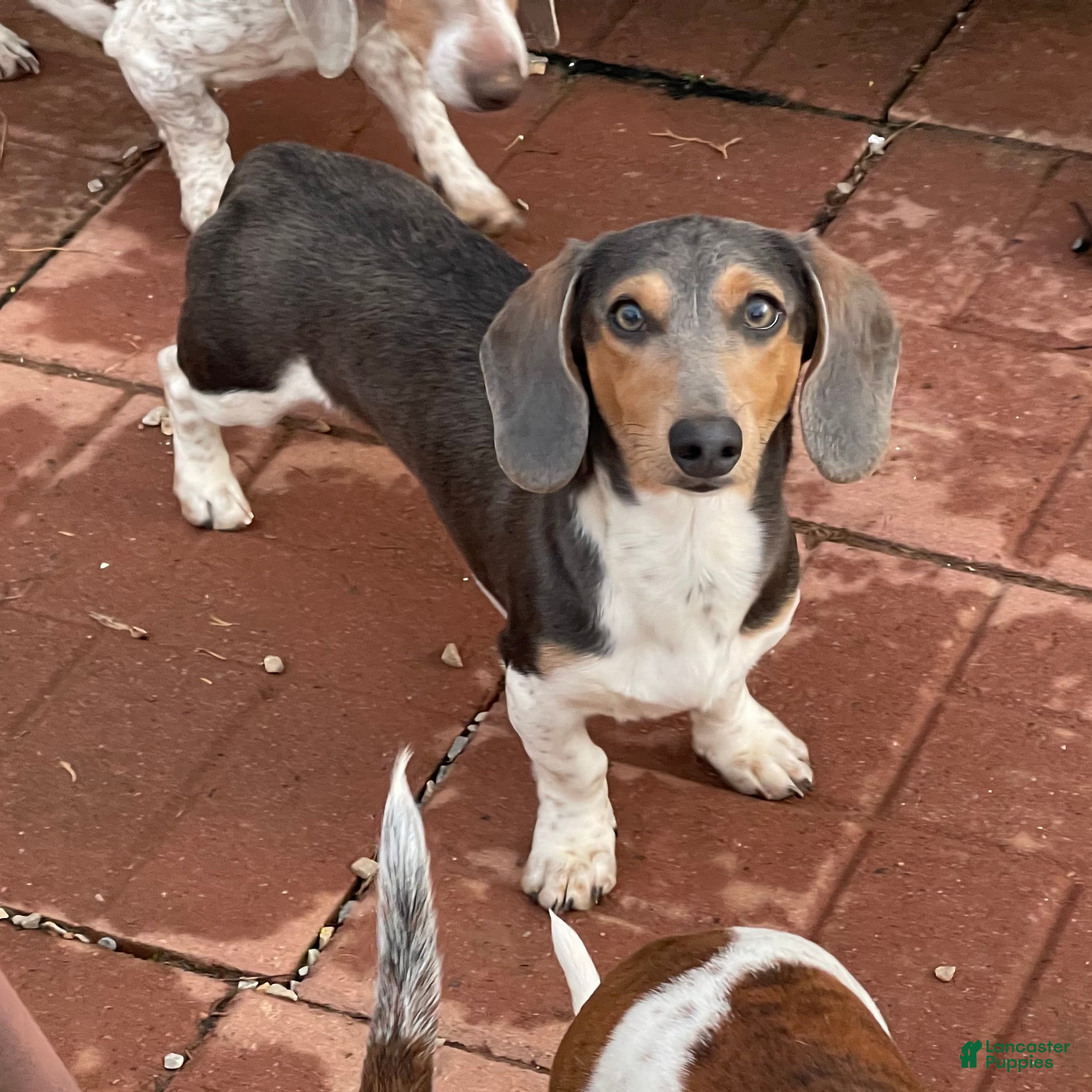 Dachshund dogs Murphy - Ad 39