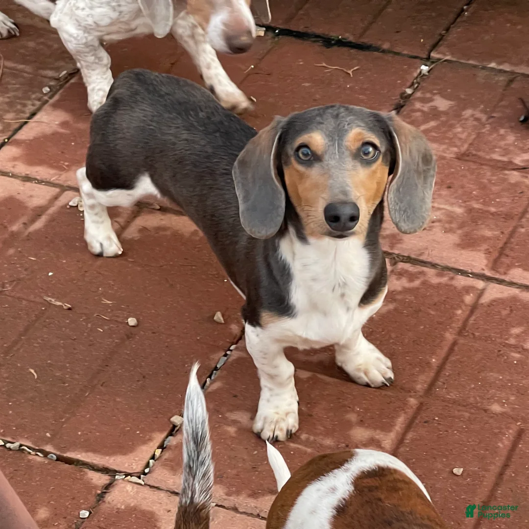 Dachshund dogs for sale: Murphy - Ad 1