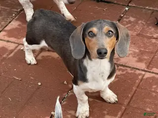 Dachshund dogs Murphy - Ad 41