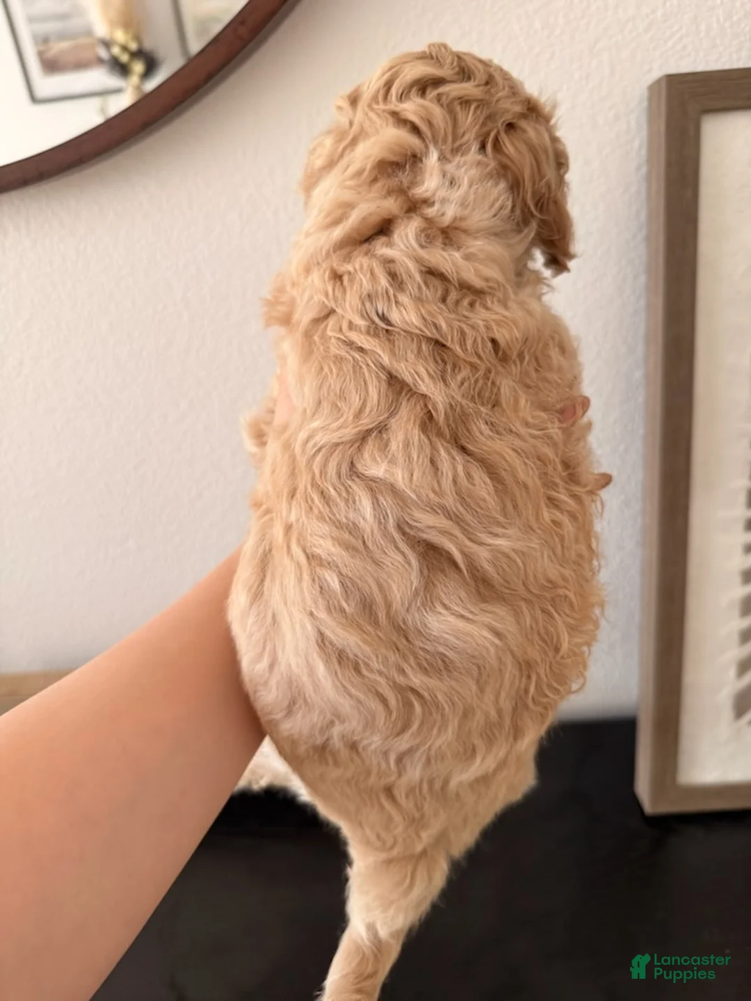 Bichpoo dogs for sale: Panda - Ad 3