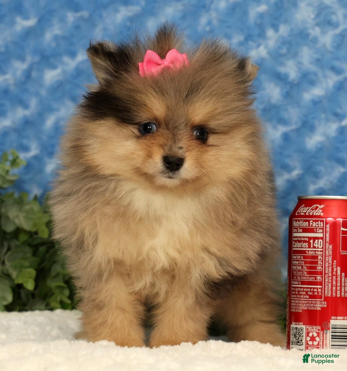 Pomeranian dogs for sale: Rose - Ad 7