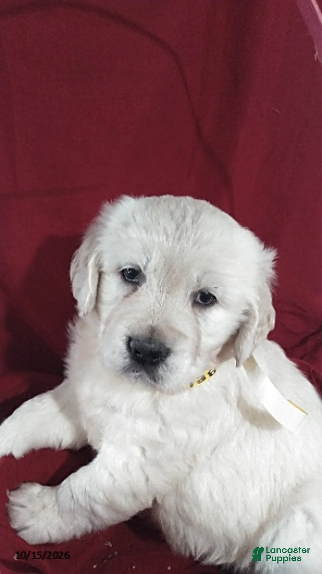 Golden Retriever dogs for sale: Annabelle - Ad 2