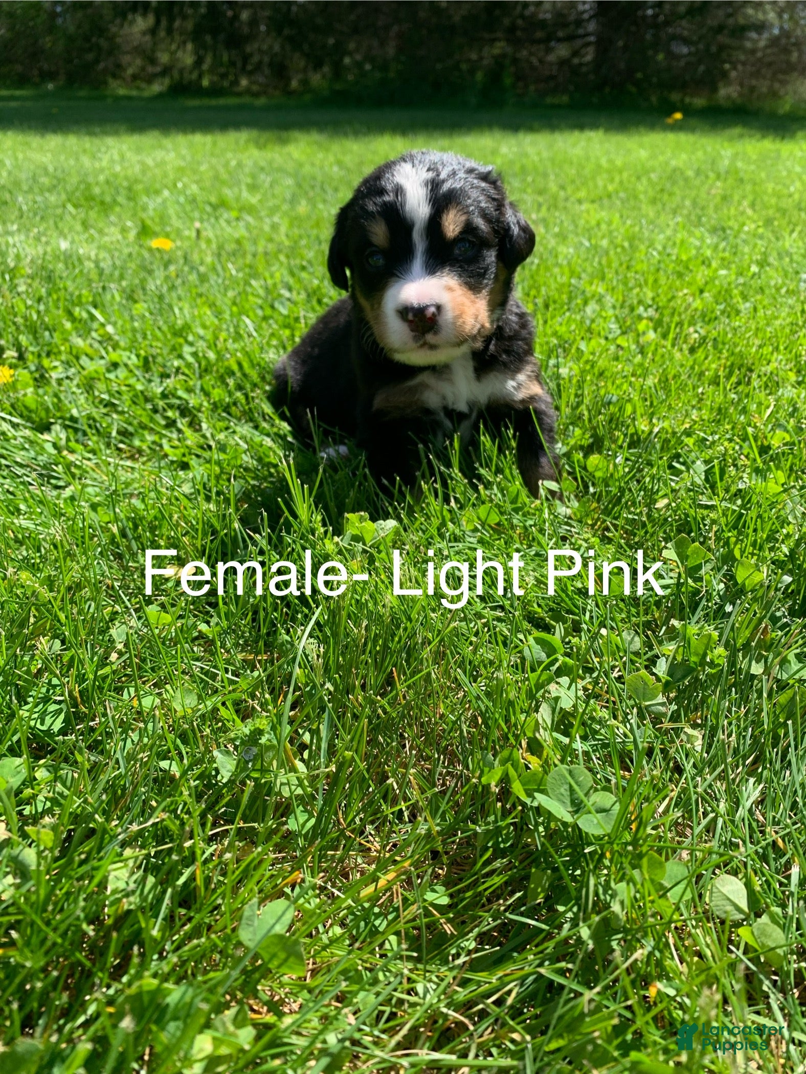 Bernese Mountain Dog dogs Bernese Mountain Dog Puppy 5 - Ad 5
