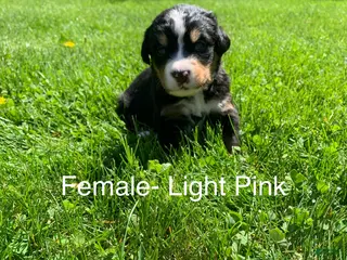 Bernese Mountain Dog dogs Bernese Mountain Dog Puppy 5 - Ad 16
