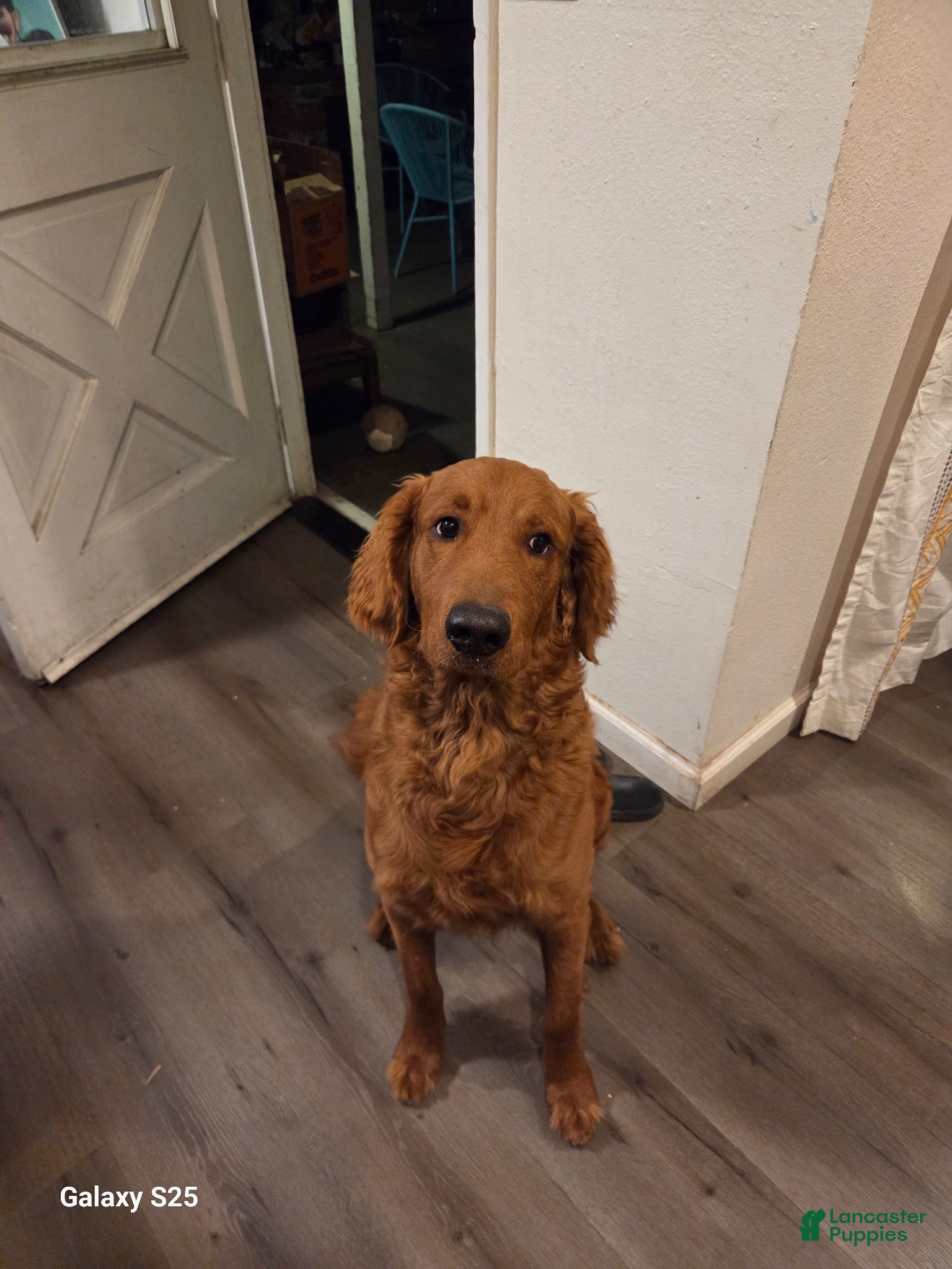 Goldendoodle dogs Goldendoodle Puppy 1 - Ad 1