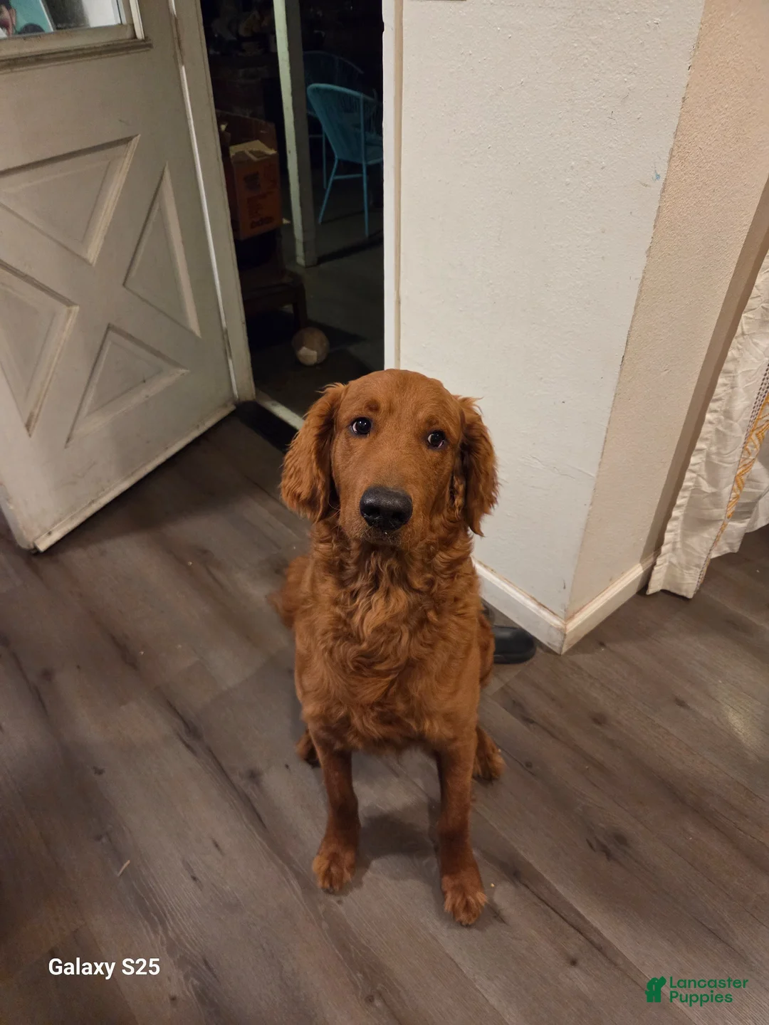 Goldendoodle dogs for sale: Goldendoodle Puppy 1 - Ad 1