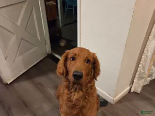 Goldendoodle dogs Goldendoodle Puppy 1 - Ad 1