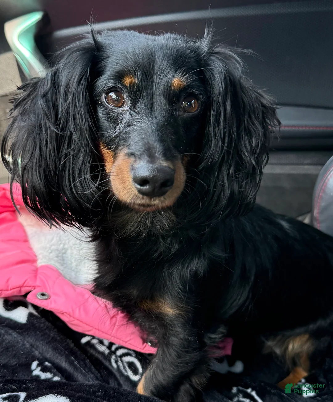 Dachshund dogs for sale: Dachshund Puppy 1 - Ad 7