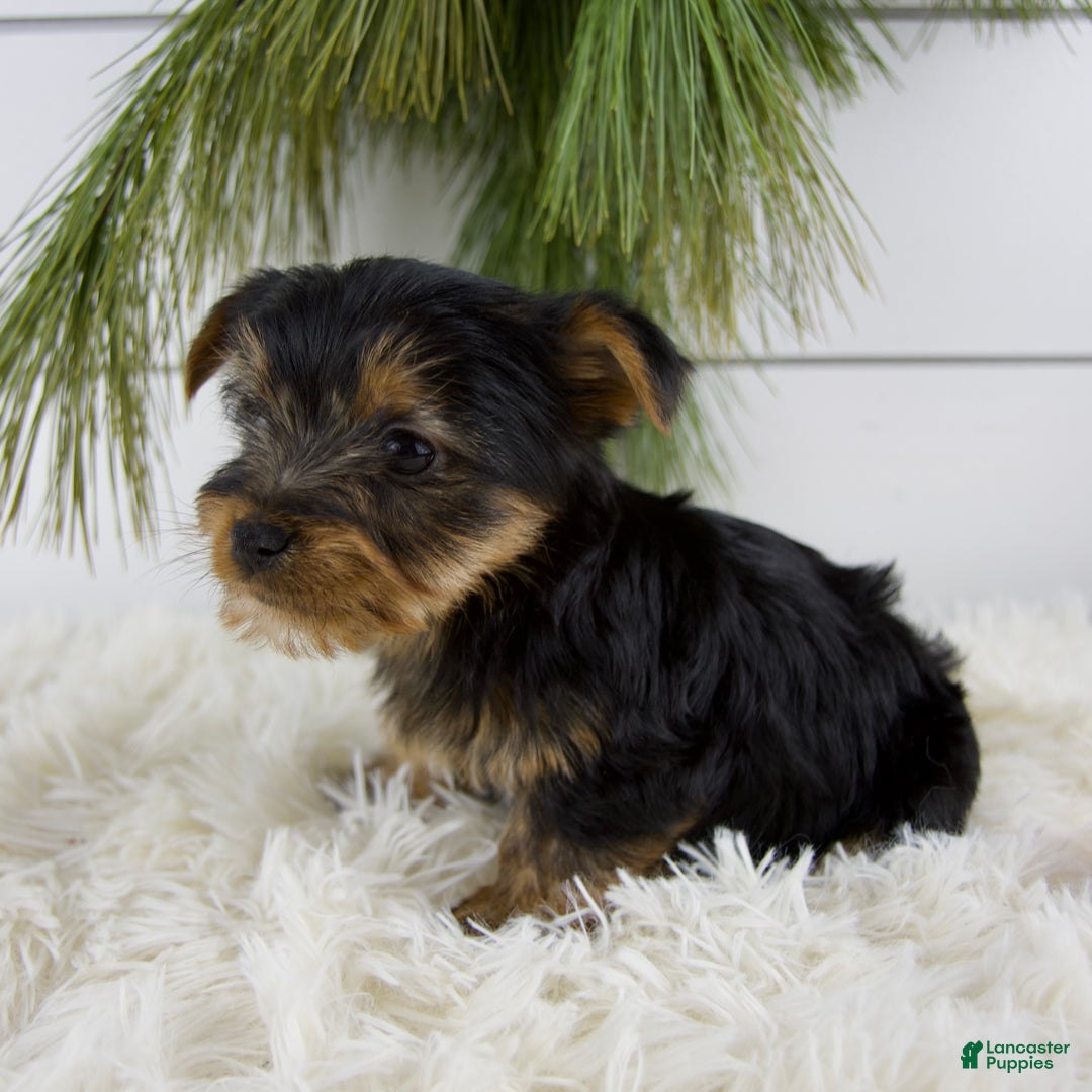 Yorkshire Terrier dogs for sale: Cole - Ad 7