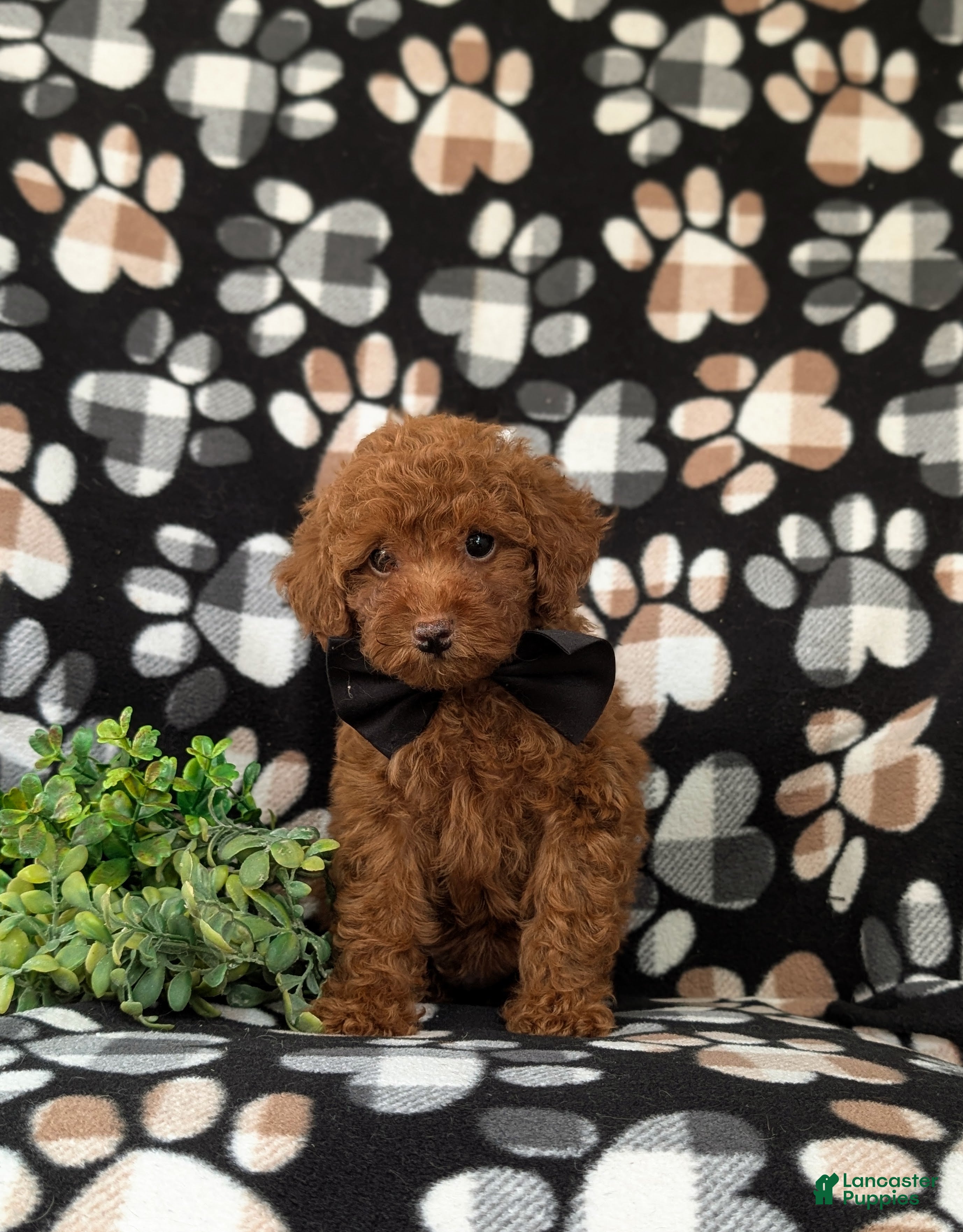 Toy Poodle dogs Willis 7 lbs Full Grown - Ad 2