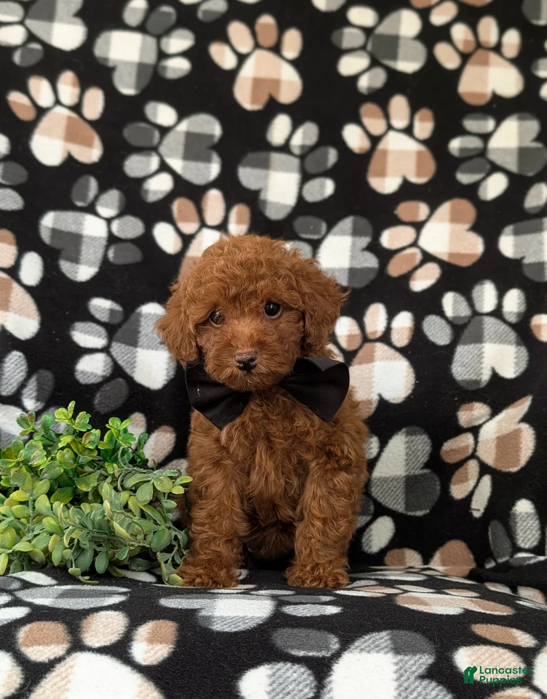 Toy Poodle dogs for sale: Willis 7 lbs Full Grown - Ad 2