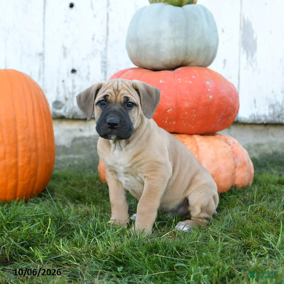 Cane Corso dogs for sale: Meatloaf - Ad 2