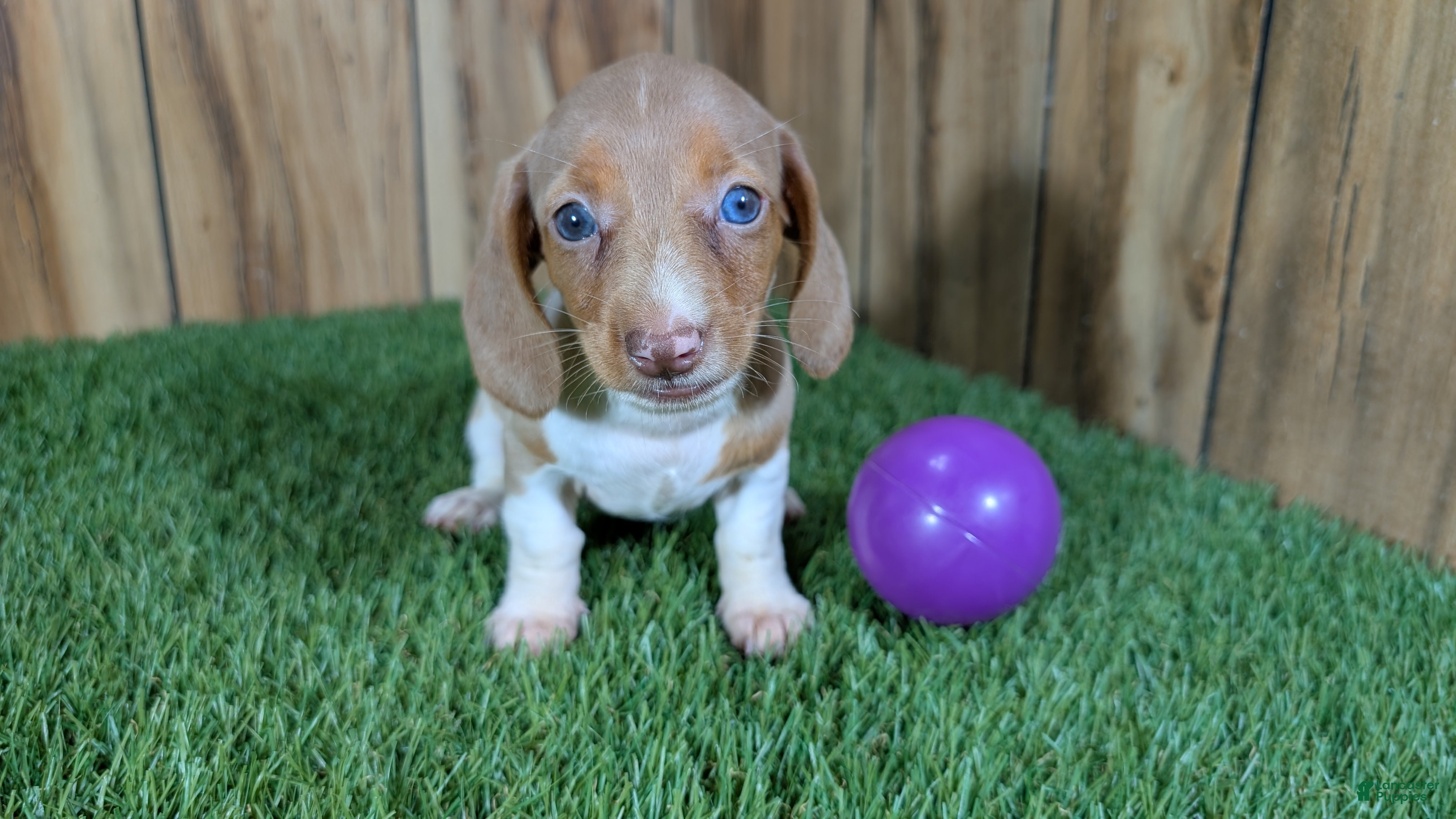 Miniature Dachshund dogs Cutie Girl 2 - Ad 1