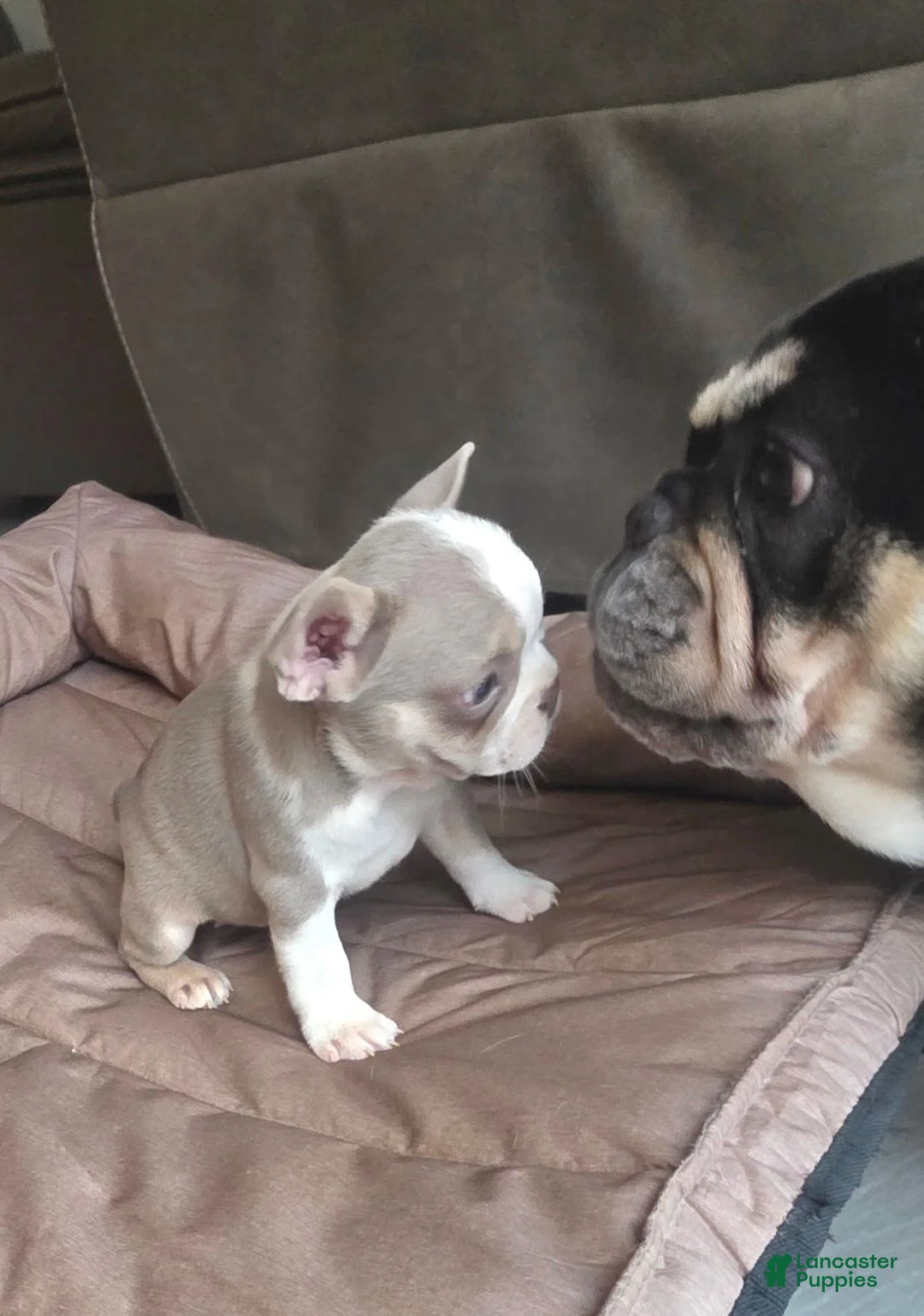 French Bulldog dogs for sale: Chanel - Ad 1