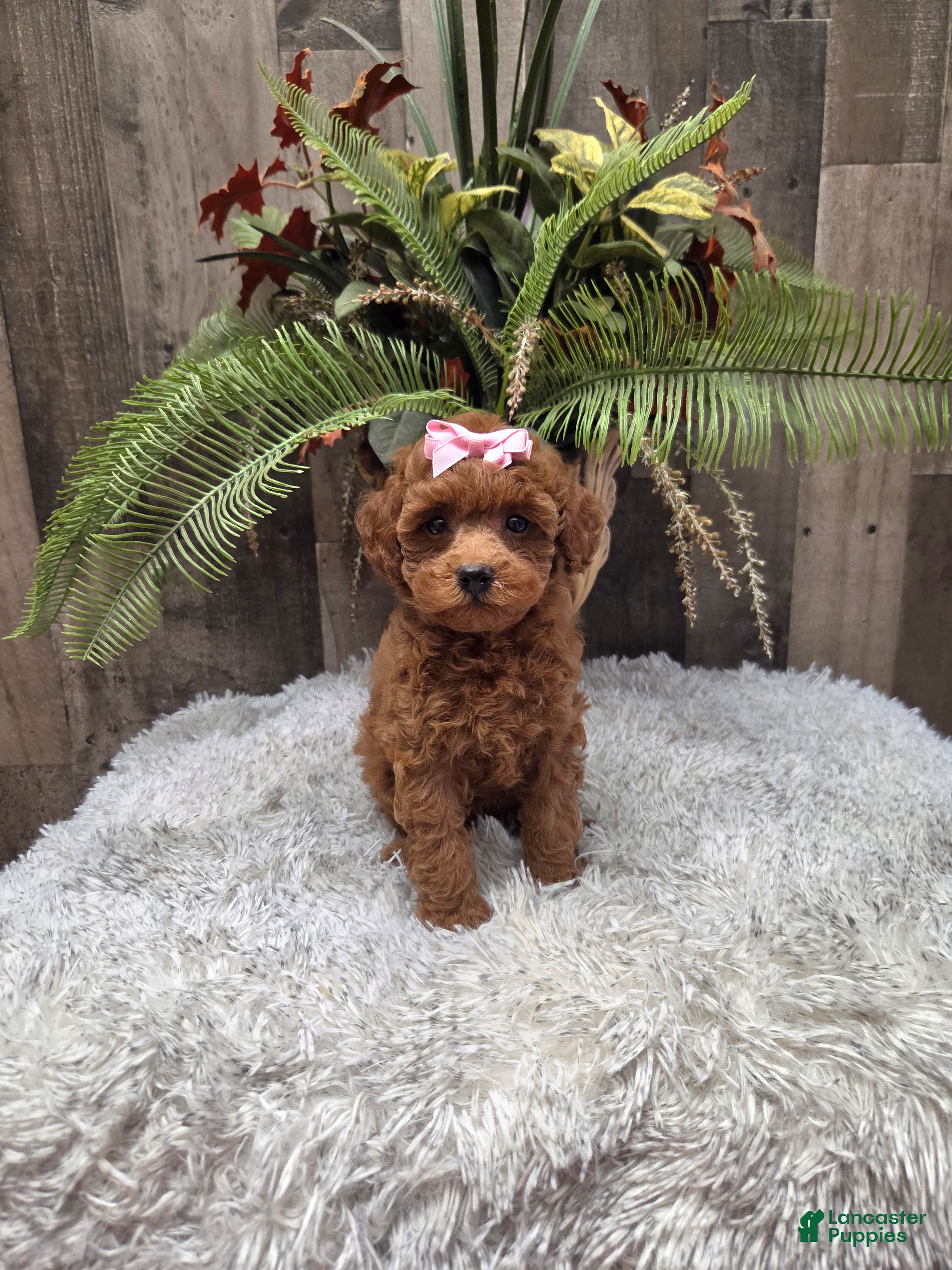 Miniature Poodle dogs Amber - Ad 2