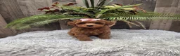 Miniature Poodle dogs for sale: Amber - Ad 2