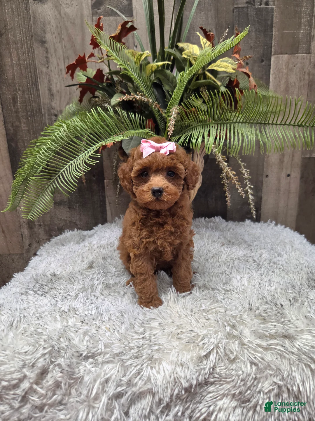 Miniature Poodle dogs for sale: Amber - Ad 2