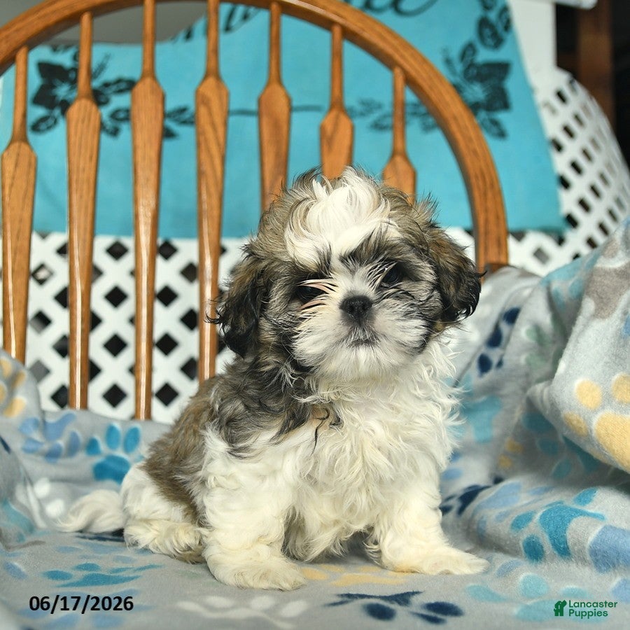 Shih Tzu dogs Star - Ad 1