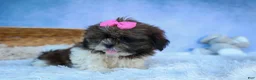 Shih Tzu dogs for sale: RUBY - Ad 5